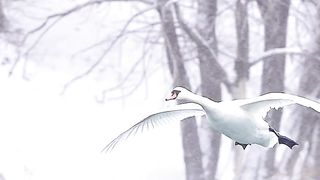 See how the birds land in the water#trending