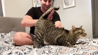 My cat likes being spanked.