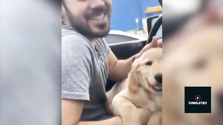 Super Funny Dog Videos | Try not to laugh hard.