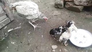 Aseel chicks