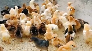 Little chicken love