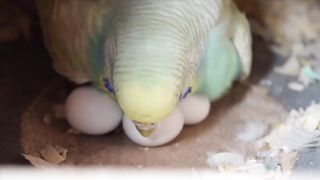 Baby Budgie Hatching.