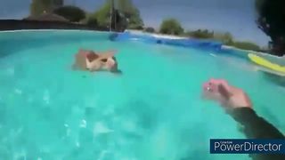 Healing animal videos Pa39