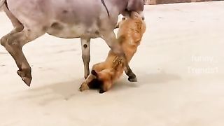 Donkey and dog