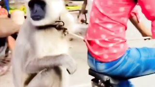 Entertainment video