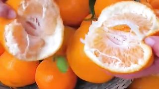 "Harvesting Nature's Refreshment: The Thrill of Picking Fresh Fruits Straight from the Tree"