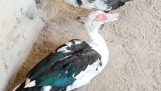 Ducks life