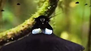 Birds of paradise
