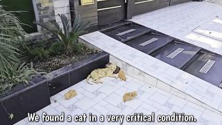 A man helped a dying cat and her kittens. You won't believe what happened next.