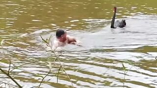 Being attacked by swan