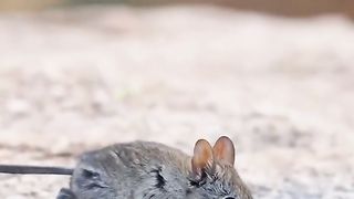 Funny animal - elephant jumper