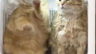 Funny animal - elephant jumper