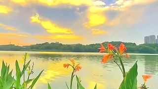Whispering_Petals_[Vídeo]___Lindas_paisagens,_Melhores_flores,_Entardecer.