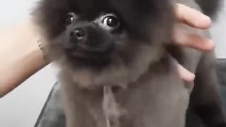 Bichinhos
