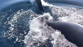 Whales are so cute and majestic,