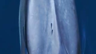Which is the largest whale in the world? The Antarctic blue whale.