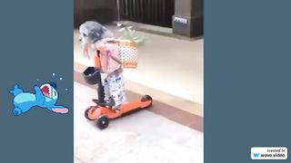 funny animal fail compilation funny fails