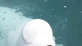 The beluga whale is an Arctic and sub-Arctic cetacean.