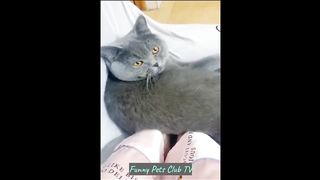 Funny Animal Videos ???? Funniest Cats and Dogs Videos 2024 ????