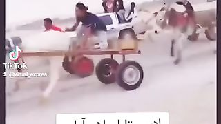 New donky race