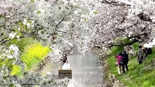 Japan is a dream ✨