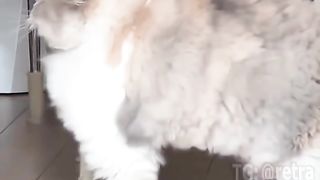 A positive fluffy cat requires attention