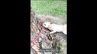 Funny Animal Videos ???? Funniest Cats and Dogs Videos 2024 ????