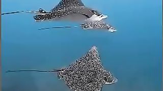The common eagle ray or bullray (Myliobatis aquila) is a species of fish in the family Myliobatidae.