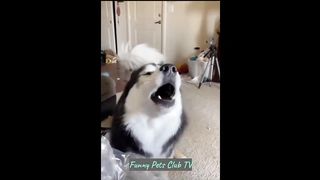 Funny Animal Videos ???? Funniest Cats and Dogs Videos 2024 ????????