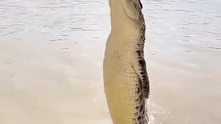 A crocodile jumps out of the water