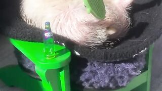 He's resting cooler than most ))