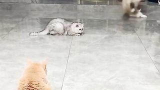 The battle of the cats