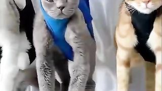 Cats in the beauty salon
