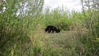 Медведица в очень неудобной позе