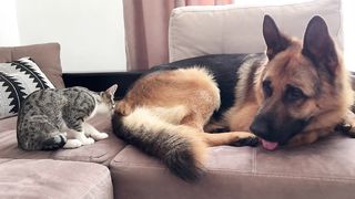Poor German Shepherd Attacked by Kitten