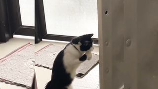 Boxing training cats and cute cats