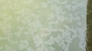 Jika air kolam tanah seperti ini sebelum tebar bibit itu wajar, kan lagi pematangan air kolam dengan treatment