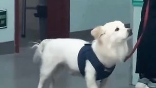Cowardly dogs on vaccination
