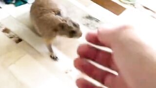Poppy & Paxton Prairie Dog WAHOO Compilation