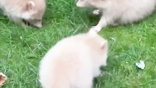 Raccoon mom with albino kids
