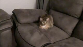 loaf gets scared