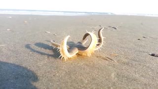 Starfish Walking on the Beach