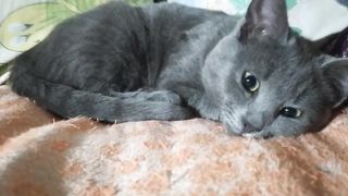 Котёнок о чем-то думает и засыпает.
