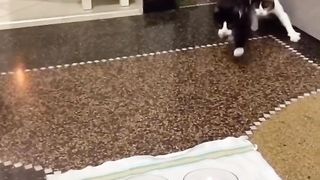 Cats are in a hurry to start their meal as soon as possible
