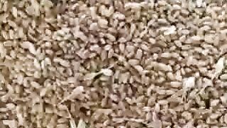 Today wheat mandi rate in India