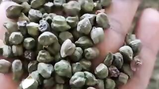 Dollar chana mandi bhav