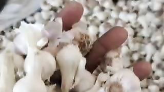 Today garlic mandi rate in India