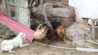El Gato Más Valiente Captado en Cámara Derrotando a Perros