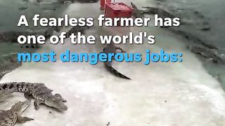Farmer feeds crate of fresh meat to over 10,000 crocodiles