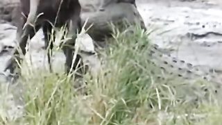 Nile crocodile are true monsters Hippo Save Poor Wildebeest
